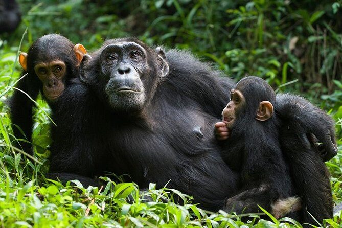 3 Days Kibale National Park Chimpanzee Tracking - The Authentic Experiences and Reviews