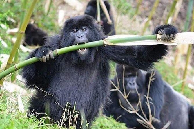 3 Days Lake Bunyonyi and Gorilla Trekking Tour in Uganda - Transportation, Group Size, and Price