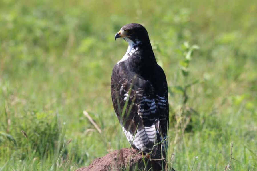 3 Days - Lake Manyara, Ngorongoro Crater and Tarangire - The Value of This Tour