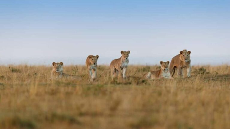 3 Days - Lake Manyara, Ngorongoro Crater and Tarangire - What’s Included and What’s Not?