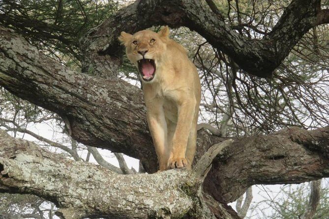 3 days leopard safaris - The Itinerary in Detail: What You Can Expect