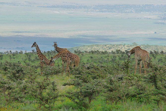 3 Days Lodge Safari - Transport, Accommodation, and Overall Value