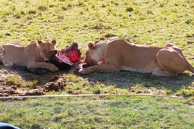 3 Days Maasai Mara Budget Group Safari - A Practical Look at the Maasai Mara Safari Experience