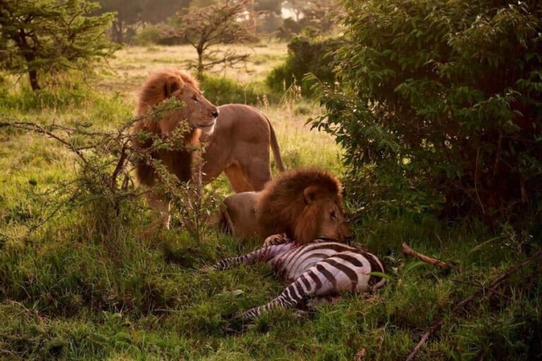 3 Days Maasai Mara Group Safari using a 4x4 Landcruiser - FAQ