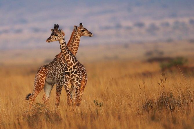 3 Days Maasai Mara Guided Safari from Nairobi - The Sum Up: Who Should Consider This Tour?