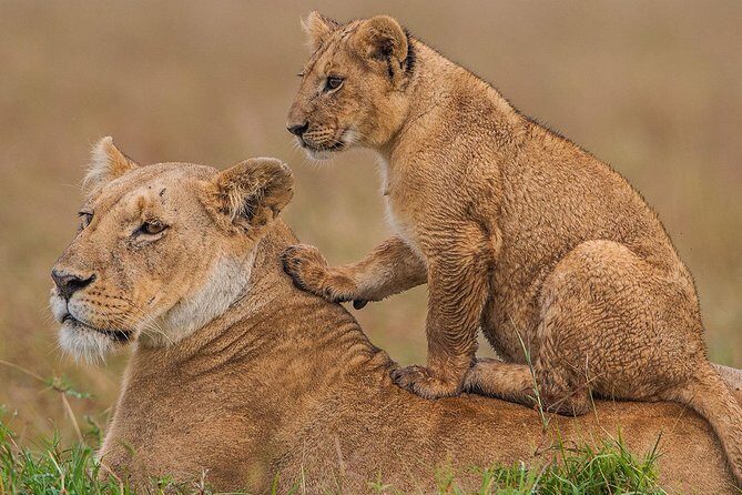 3 days Maasai Mara Luxury Safari - What Makes This Tour Stand Out?