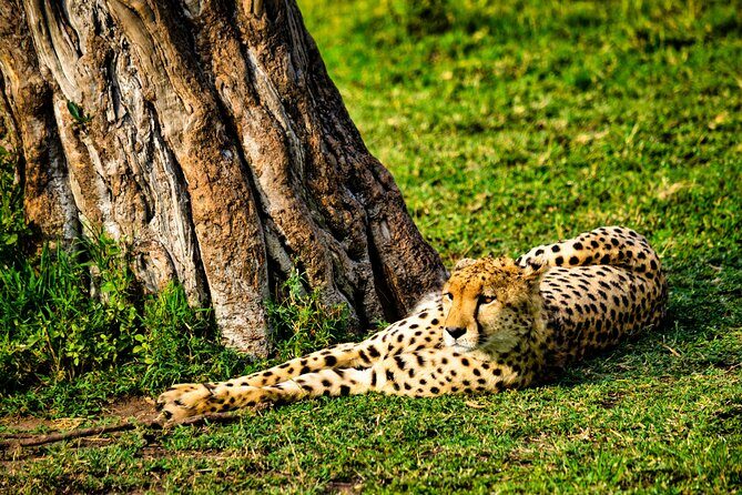 3 days maasai mara migration safari - Who Would Enjoy This Safari?
