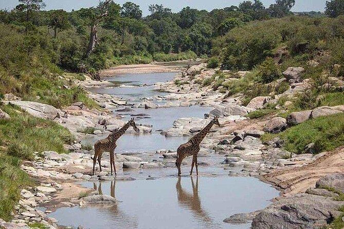 3 days Maasai Mara private Lodge safari at Keekorok from Nairobi - FAQ