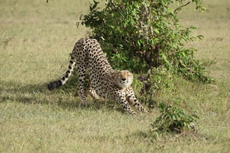3 Days Maasai Mara Private Safari from Nairobi - Who Would Love This Tour?