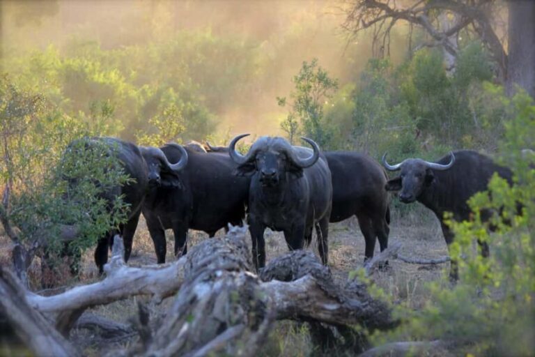 3 Days Maasai Mara Small Group Safari- Jambo Mara Lodge - Who Will This Safari Suit Best?