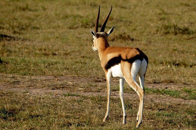 3 days Maasai Mara wildebeest migration safari - What’s Included and What’s Not