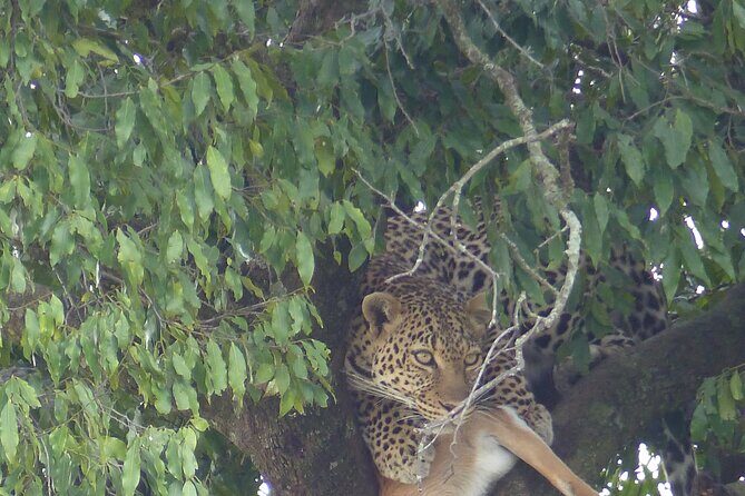 3 Days Magical Maasai Mara Private Tour - The Itinerary in Detail