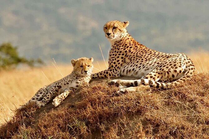 3 Days Mara Jambo Shared Safari Adventure - What Makes This Safari Stand Out?