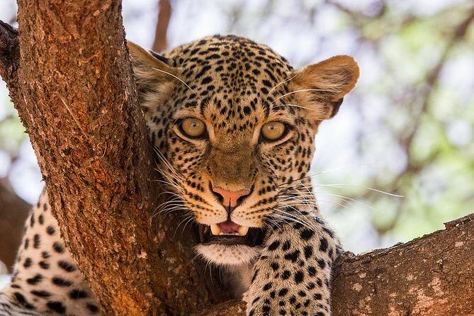 3 Days Masai Mara - Who Should Consider This Tour?