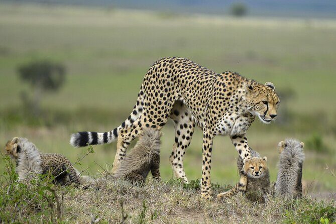 3-Days Masai Mara 4 x 4 Safari from Nairobi - Practicalities to Consider