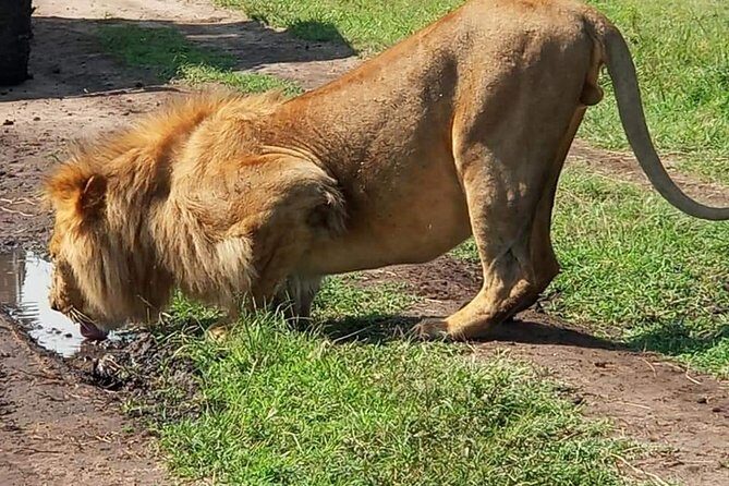3 Days Masai Mara Budget Camping Safari Experience - Is This Safari Worth It?