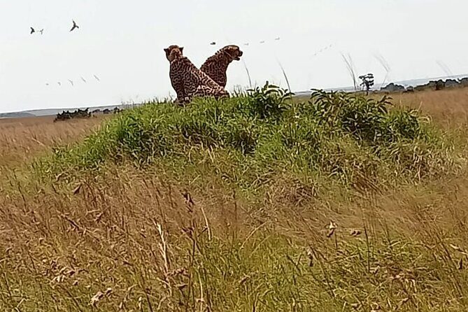 3 Days Masai Mara Budget Cruiser Shared Safari & Maasai Village - Authenticity and Reviews