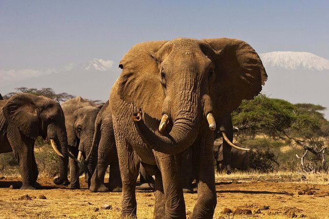 3 Days Masai Mara Encounters-Lodge Safari with Private 4X4 JEEP - A Detailed Look at the 3-Day Masai Mara Safari