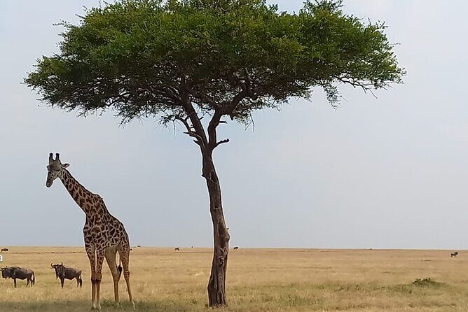 3 Days Masai Mara Experience - What’s Included and What’s Not?