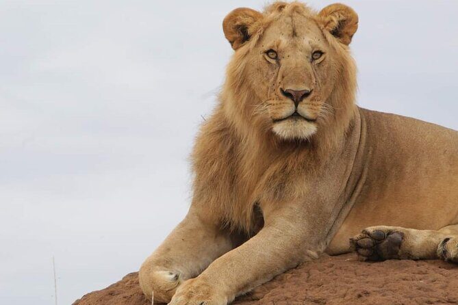 3 Days Masai Mara Flight Safari - The Itinerary Breakdown: What to Expect