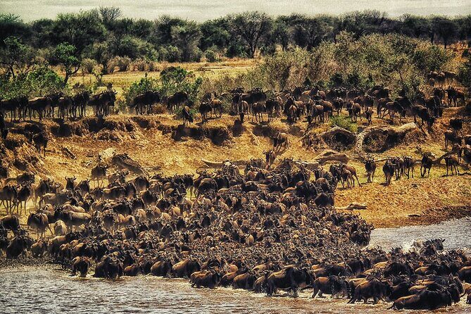 3 Days Masai Mara Group Joining Safari - What’s Included and What’s Not