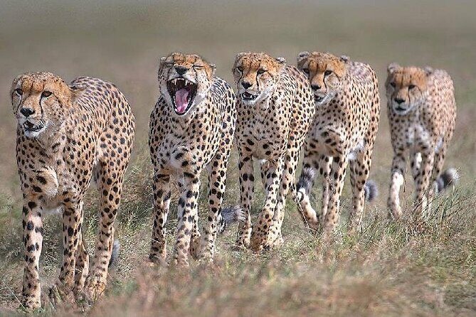 3 Days Masai Mara Kenya Big Five Private Safari - Transport & Accommodation: Comfort Meets Practicality