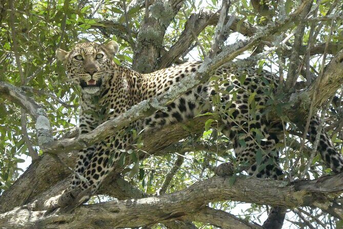 3 Days Masai Mara Luxury Safari - What Travelers Say: Authentic Perspectives