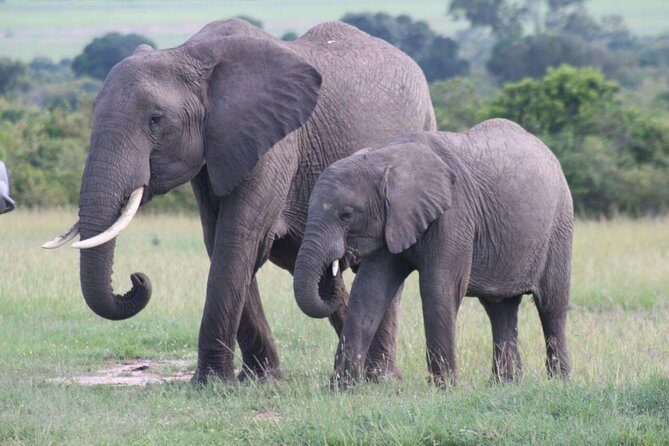 3 days masai mara safari from Nairobi - What’s Included and What’s Not