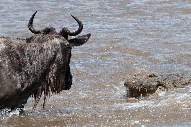 3 Days Masai Mara Wildebeest migration Budget safari - Wildlife Viewing: What to Expect