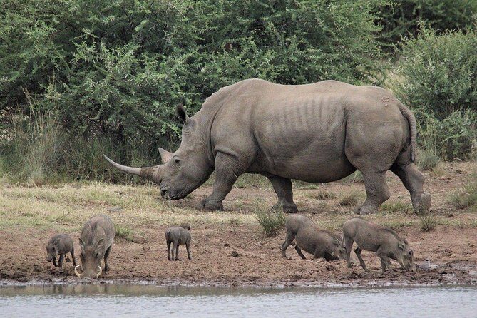 3 Days Masai Mara Wildlife private safari - Mid range budget - Detailed Breakdown of the Safari Experience
