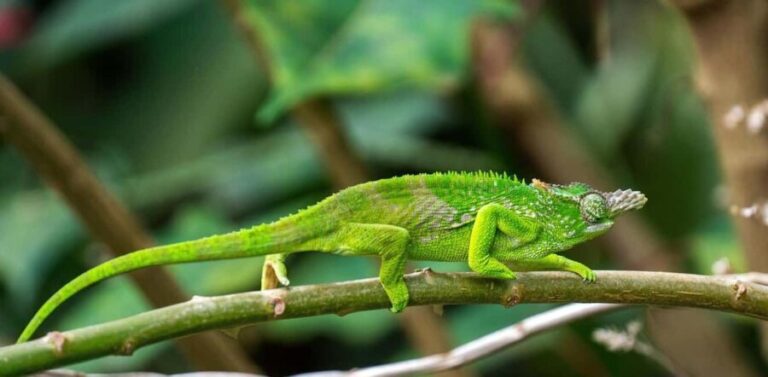 3 Days Mikumi National Park & Udzungwa Mountains NP - The Value of This Tour