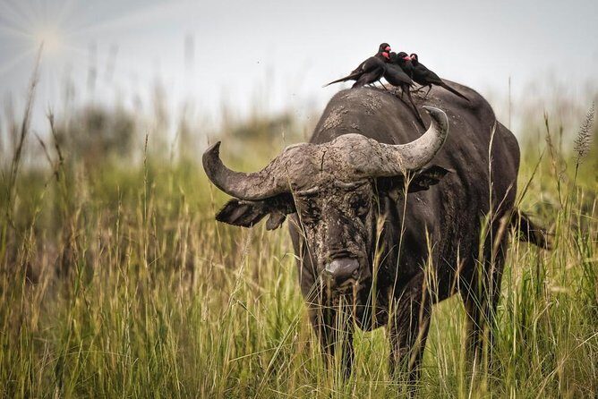 3 Days Murchison Falls Holiday Safari - Accommodation and logistics