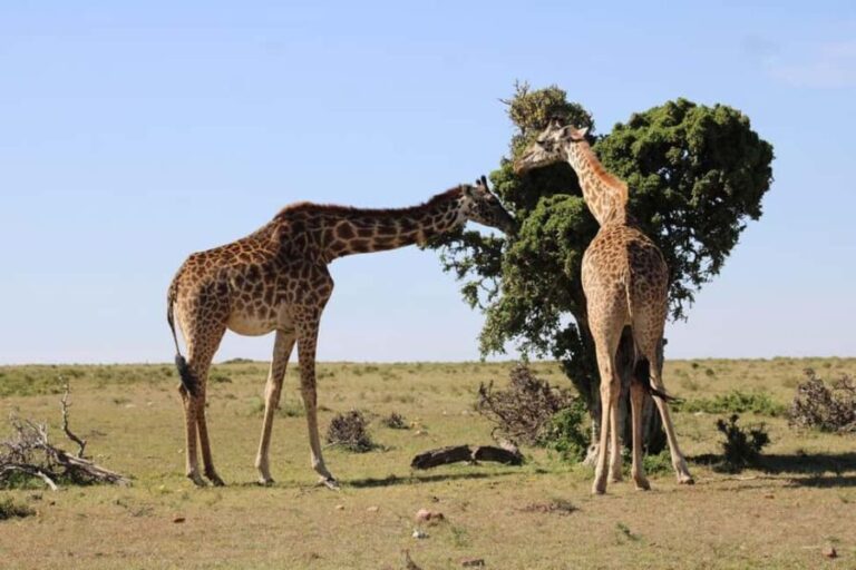 3 days Murchison Falls National Park Uganda - Exploring the Park’s Unique Beauty and Wildlife