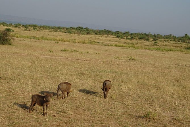 3 Days Murchison falls park Uganda - The Value of This Safari