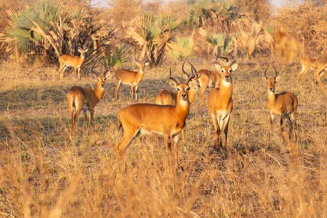 3 days Murchison falls safari - Practical Details and What to Expect
