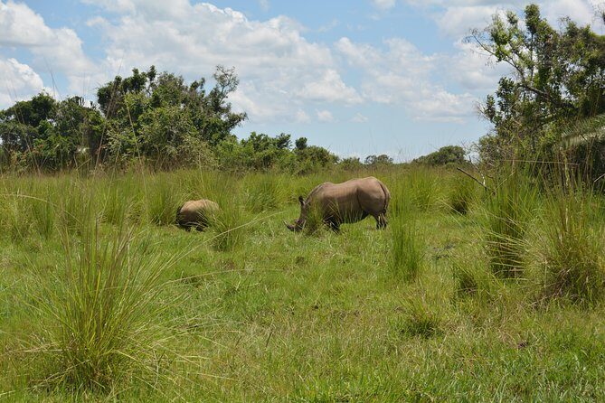 3-Days Murchison Falls Vacation Including Big 5 Sighting! - What the Reviews Say