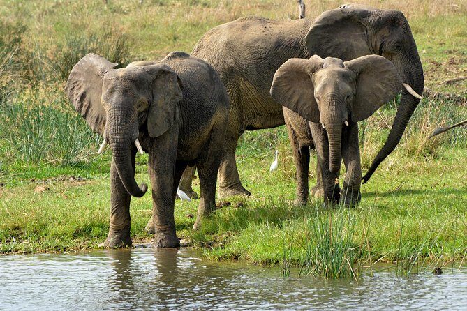 3 Days Murchison Falls Wildlife Safari - Day 3: Final Views and Return to Kampala