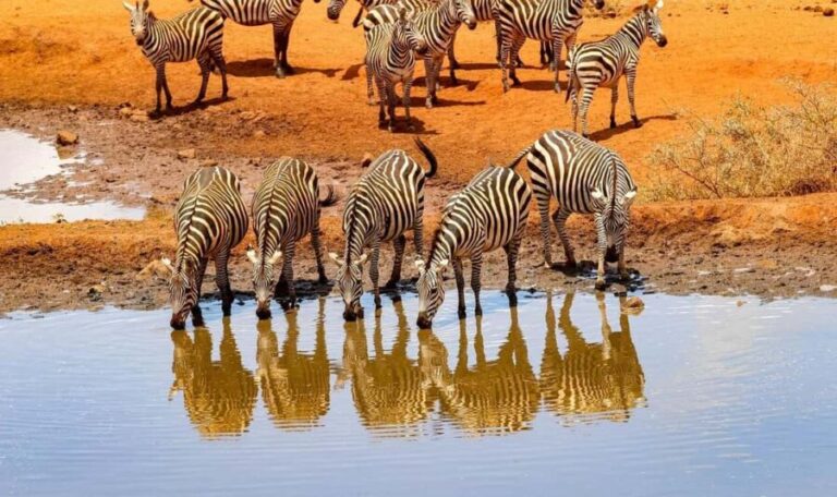 3 Days Nairobi to Amboseli to Tsavo East to Mombasa Safari - The Adventure Begins: Nairobi to Amboseli