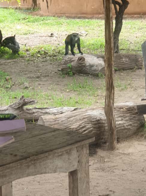 3 DAYS NYERERE NATIONAL PARK FROM ZANZIBAR BY FLIGHT. - Real Traveler Perspectives