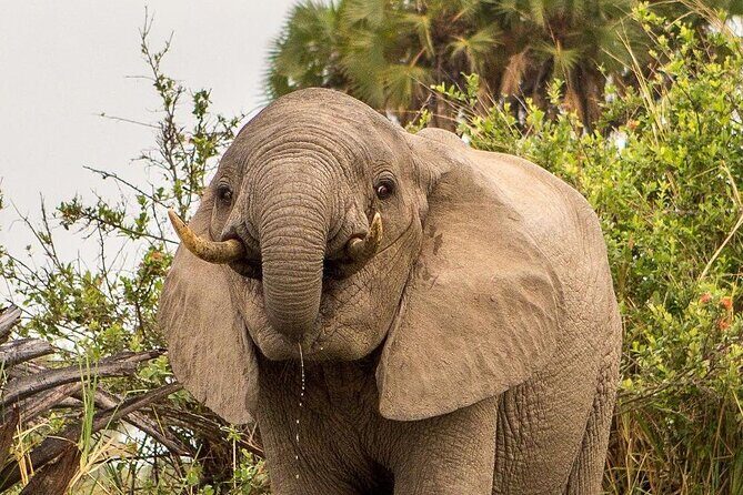 3 Days Nyerere National Park Safari (Selous Game Reserve) - Day 2: Full-Day Game Drive