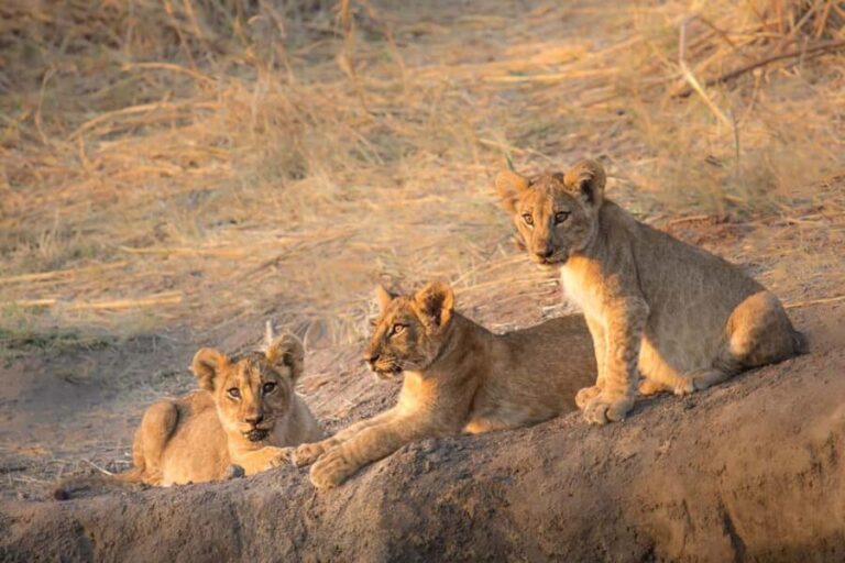 3 Days Nyerere National Park Safari (Selous Game Reserve) - The Itinerary: What You Can Expect