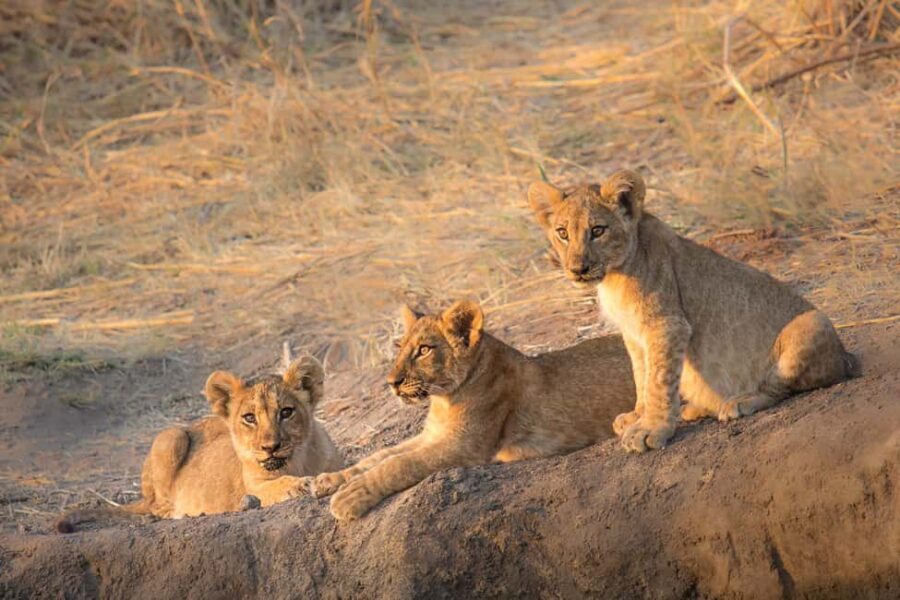 3 Days Nyerere National Park Safari (Selous Game Reserve) - The Itinerary: What You Can Expect