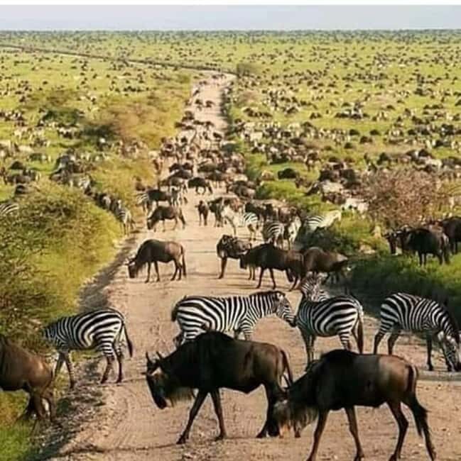 3 Days Nyerere National Park - Is This Tour Worth the Price?