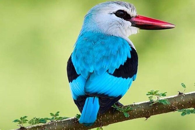 3 Days Nyungwe Natural forest tour in Rwanda - What Makes This Tour Stand Out