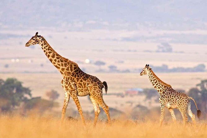 3 Days of Camping Bliss in Serengeti and Ngorongoro Crater - Reviews and Authentic Feedback