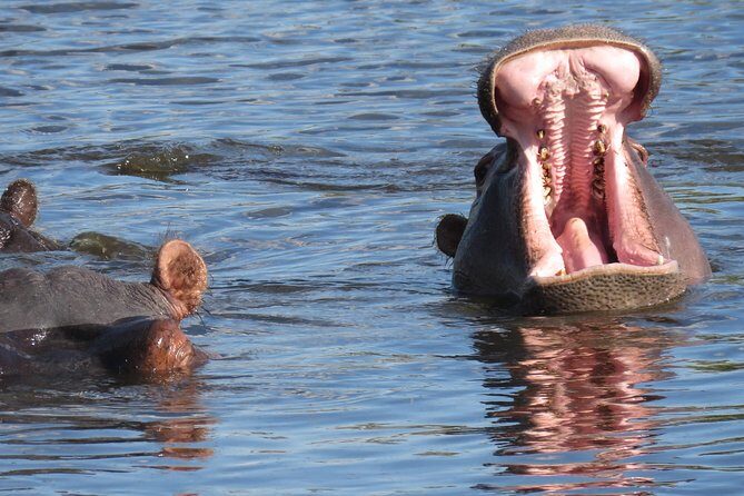3 Days Okavango Delta - The Reviews Speak: What Past Travelers Loved
