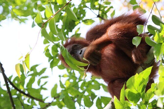 3 Days Orangutan Sumatra Jungle Trekking with Rafting - Practical Details and Tips