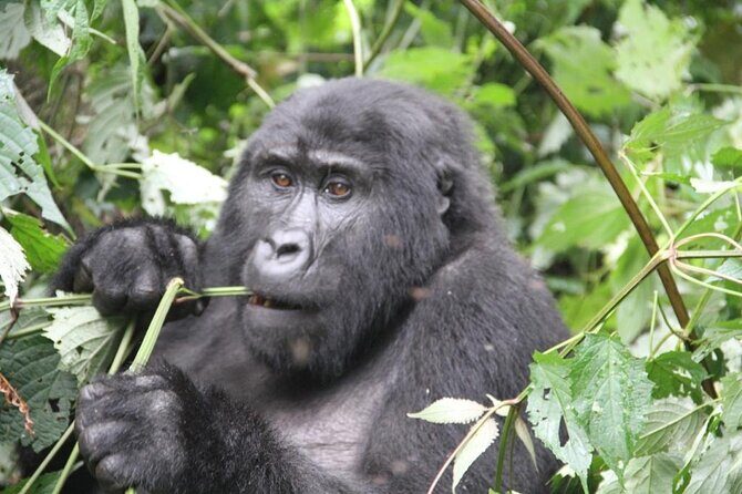 3 Days Private Bwindi Gorillas and Volcanoes Golden Monkey Trek - A Closer Look at the 3-Day Itinerary