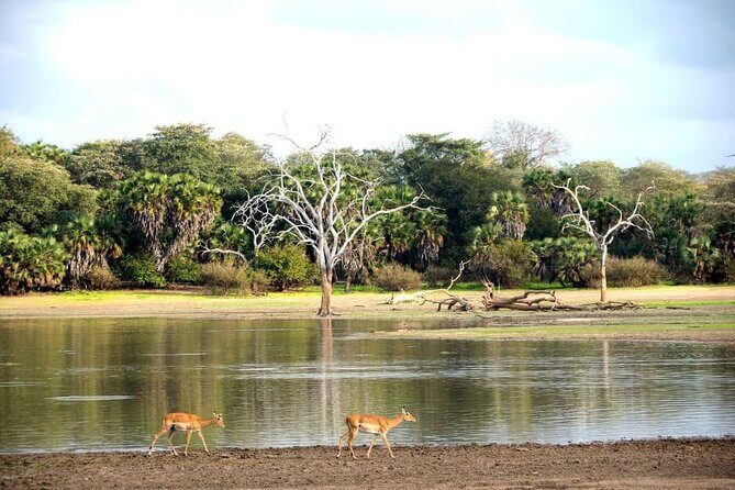 3-Days Private Nyerere NP Game Drive and Boat safari tour - What’s Included and What’s Not