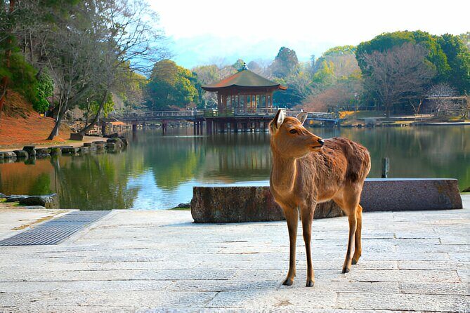 3 Days Private Osaka Kyoto and Nara Tour With English Driver - What This Tour Means for You